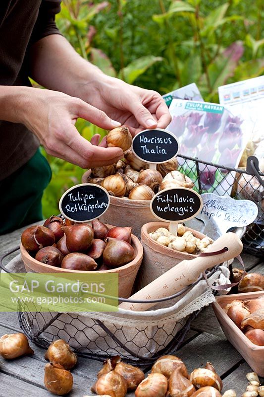 Still life flower bulbs planting, Tulipa greigii Rotkäppchen, Narcissus triandrus Thalia, Fritillaria meleagris 