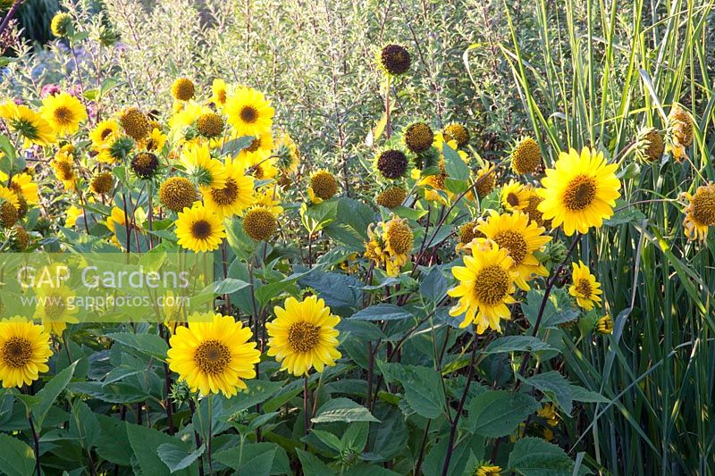 Perennial sunflower, Helianthus decapetalus Capenoch Star 