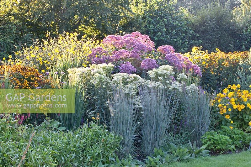 Schizachyrium scoparium The Blues, Aster umbellatus White Umbrella, Eupatorium fistulosum Giant Umbrella, Helianthus decapetalus Capenoch Star 