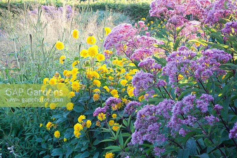 Eupatorium fistulosum Glutball, Helianthus decapetalus Soleil d'Or, Molinia arundinacea Transparent 