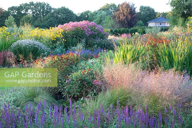 Sporobolus heterolepis, Salvia nemorosa Dancer, Rudbeckia fulgida Goldsturm, Eupatorium fistulosum Glutball, Kalimeris incisa Madiva, Helianthus decapetalus Soleil d'Or, Helenium 