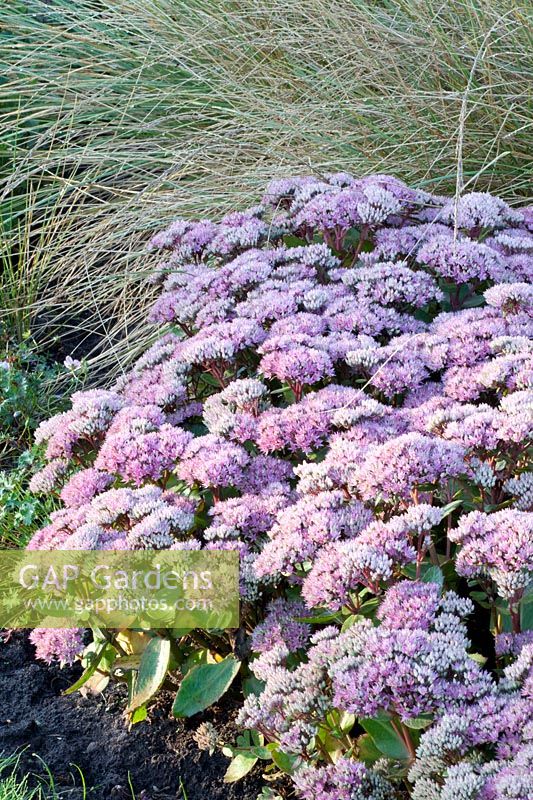 Stonecrop, Sedum telephium Beach Party 