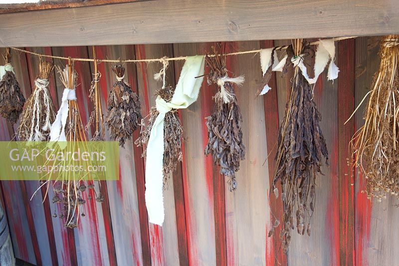 Drying herbs and seeds 