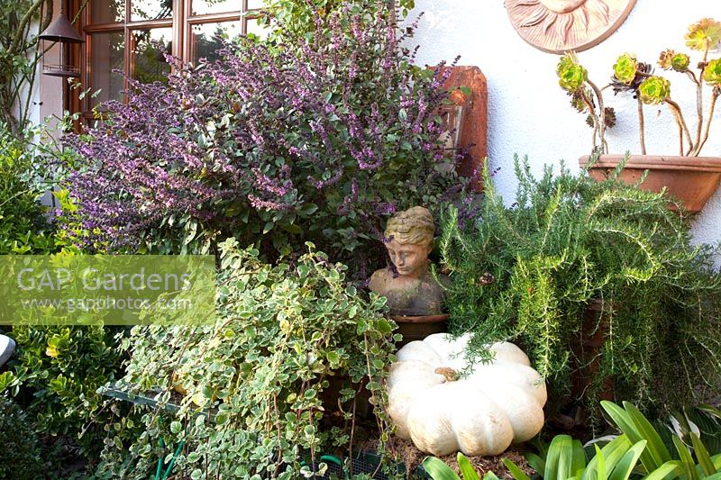 Herbs on the terrace, Ocimum basilicum Magic Blue, Rosmarinus, Plectranthus 