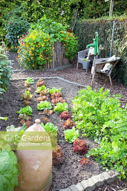 Seating in the vegetable garden, Tropaeolum majus, Lactuca sativa 