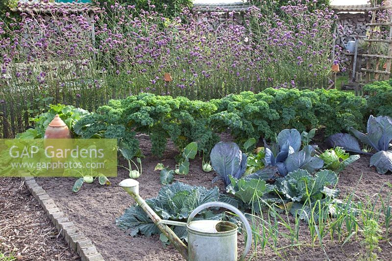 Vegetable garden in autumn, Allium porrum, Brassica oleracea, Verbena bonariensis 