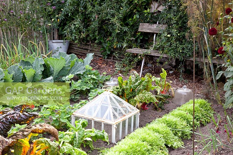 Vegetable garden in autumn, Allium porrum, Brassica oleracea, Fragaria, Beta vulgaris, Cichorium endivia 