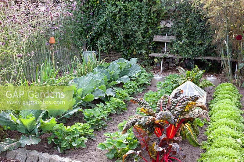Vegetable garden in autumn, Allium porrum, Brassica oleracea, Fragaria, Beta vulgaris, Cichorium endivia 