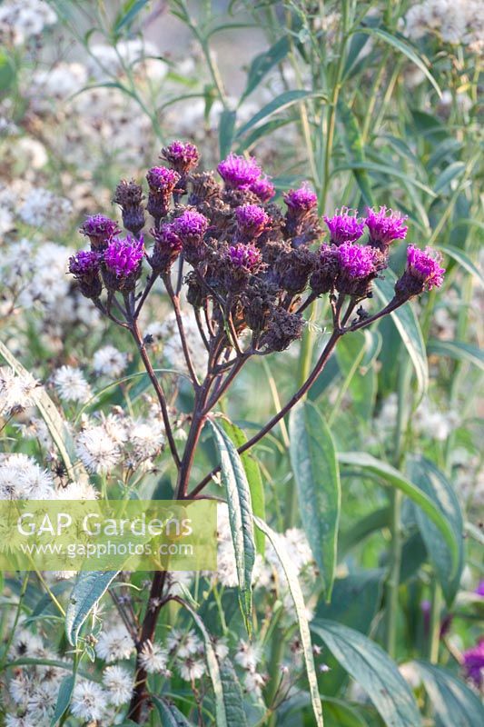 False aster, Vernonia 