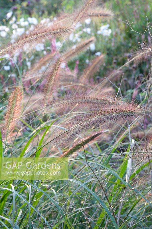 Fountain grass, Pennisetum alopecuroides Cassian's Choice 