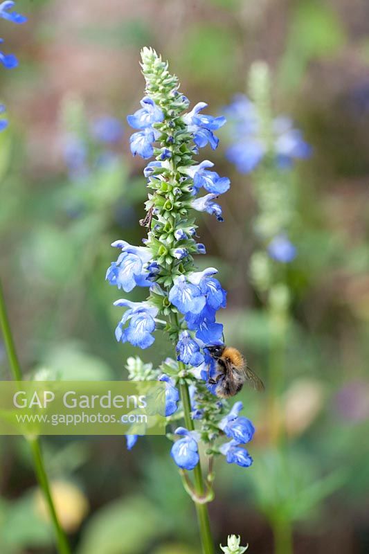 Bumblebee swing with bumblebee, Salvia uligunosa 