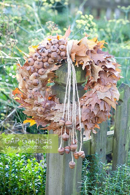 Wreath of oak leaves and acorn caps, Quercus rubra 