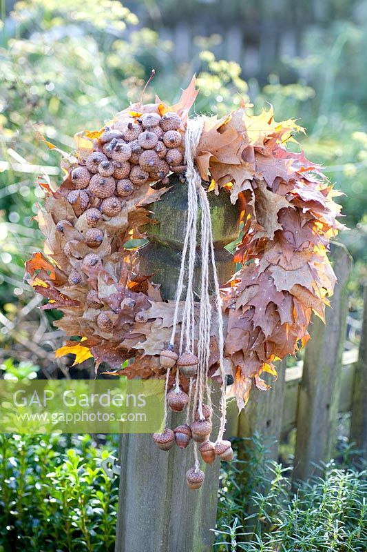 Wreath of oak leaves and acorn caps, Quercus rubra 