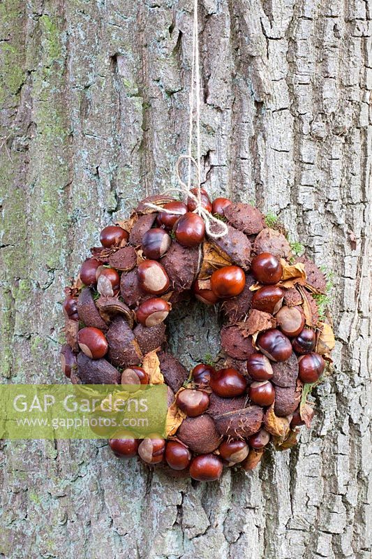 Wreath of leaves, fruits and shells of the horse chestnut, Aesculus hippocastanum 