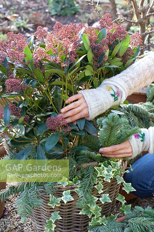 Winter protection for Skimmia in basket, Skimmia japonica Rubella 