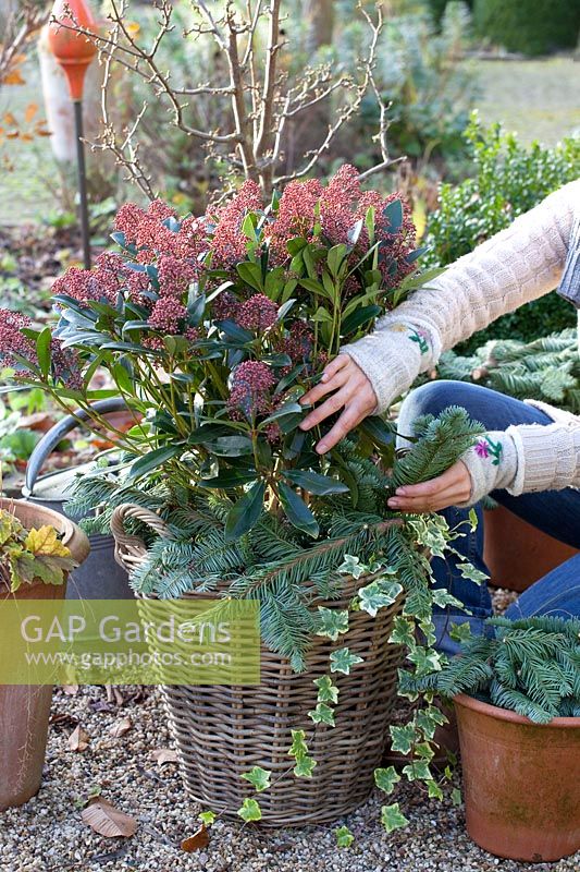 Winter protection for Skimmia japonica Rubella in the basket 