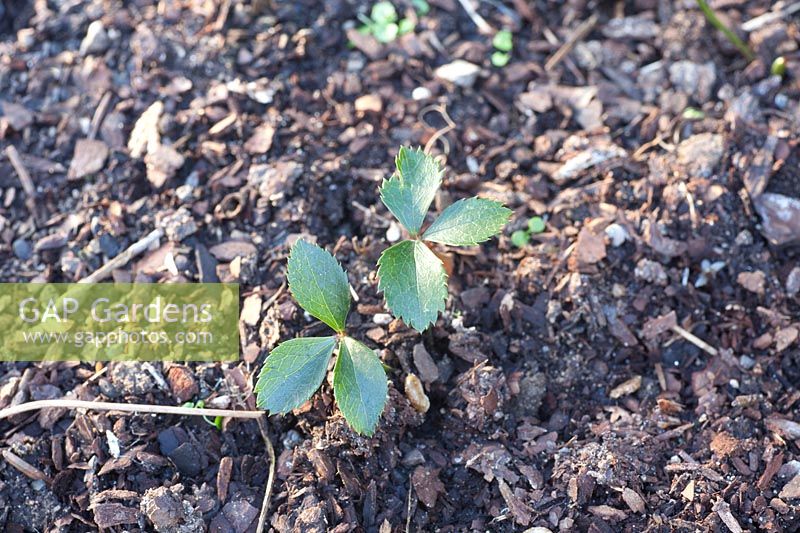 Seedlings of the Lenten rose, Helleborus orientalis 