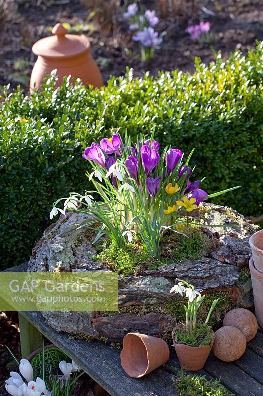 Wreath of bark with bulbous plants, Crocus vernus Flower Record, Galanthus nivalis, Eranthis hyemalis 