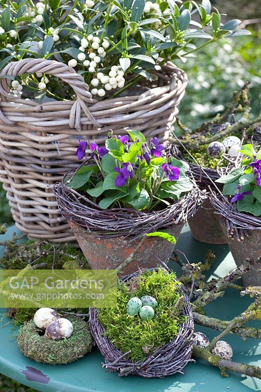 Sweet violet and skimmia, Viola odorata Miracle, Skimmia japonica Fructo Albo 