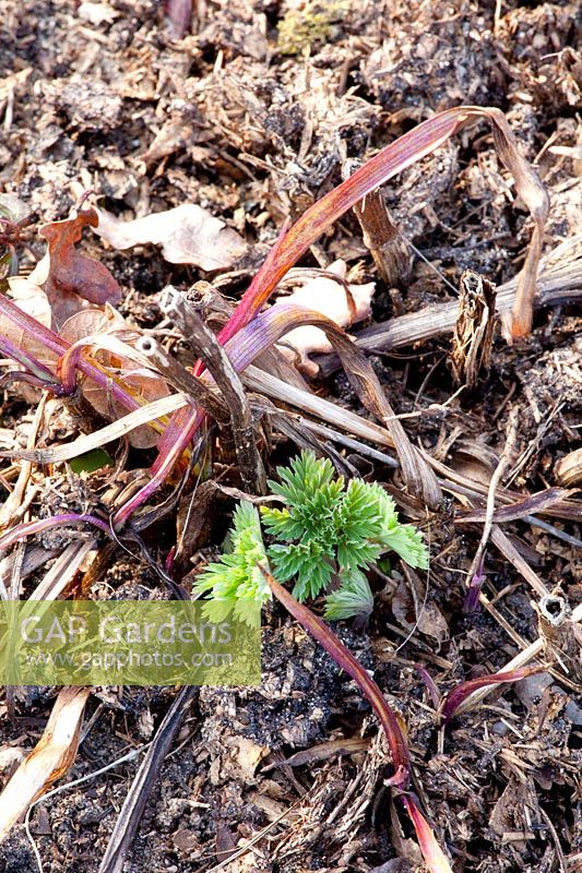 Sprouting of false aster, Vernonia fasciculata 