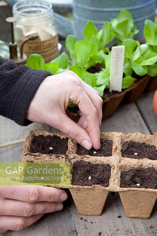 Sowing lettuce in seed pots, pilling lettuce, STEP 5 