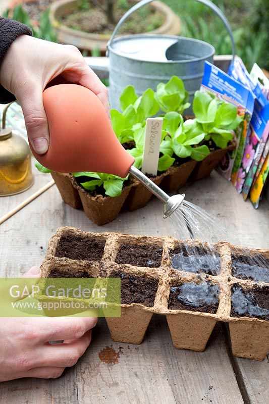 Sowing lettuce in seed pots, step by step, step 6, watering the seeds 