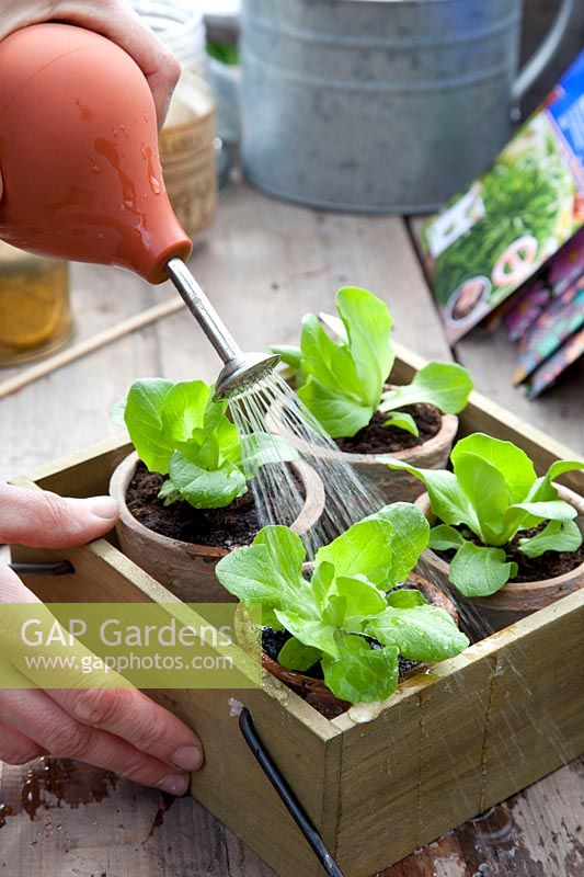 Growing lettuce in clay pots, young plants, Lactuca sativa Salanova 