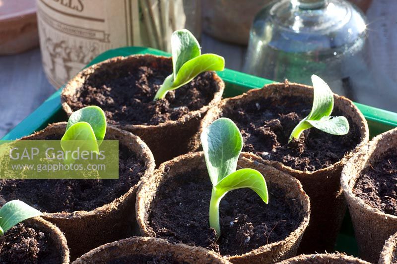Seedlings of zucchini, Cucurbita pepo Striato d'Italia 