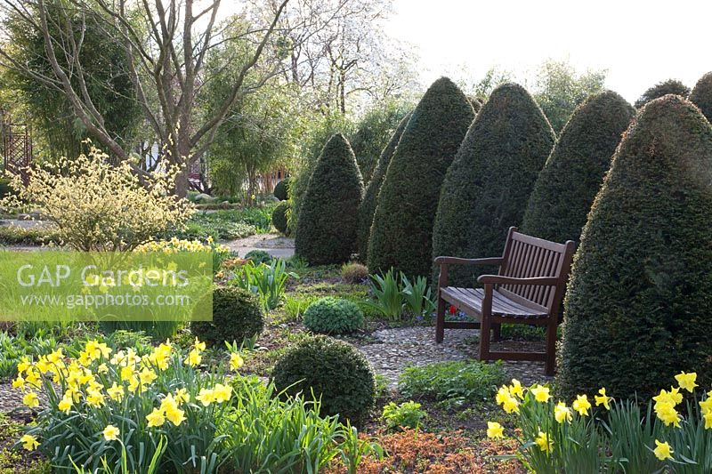 Spring garden with daffodils, Narcissus, Taxus, Corylopsis spicata 