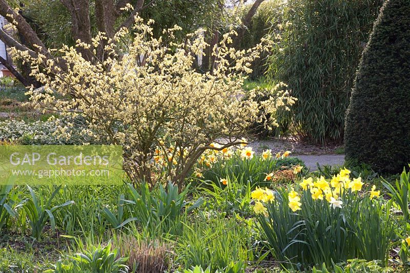 Daffodils and false hazel, Narcissus, Corylopsis spicata 