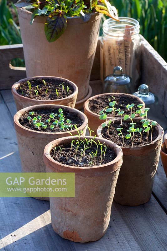 Seedlings of dill, basil, chives and rocket in pots, Anethum graveolens, Ocimum basilicum, Allium schoenoprasum, Eruca sativa 