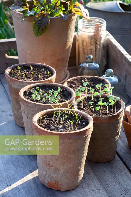 Seedlings of dill, basil, chives and rocket in pots, Anethum graveolens, Ocimum basilicum, Allium schoenoprasum, Eruca sativa, STEP 6 