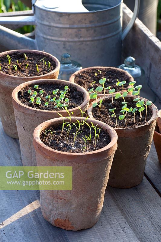 Seedlings of dill, basil, chives and rocket in pots, Anethum graveolens, Ocimum basilicum, Allium schoenoprasum, Eruca sativa 