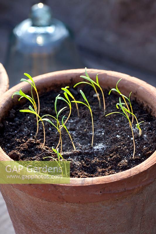 Seedlings of dill in pot, Anethum graveolens, STEP 6 