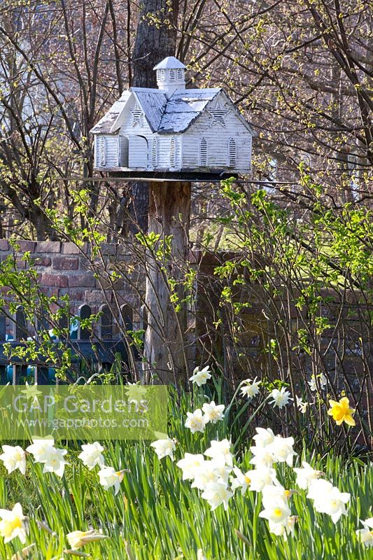 Birdhouse, Narcissus Mount Hood, Narcissus White Lion 