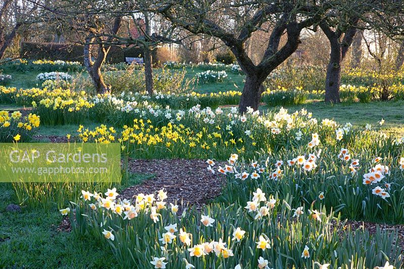 Daffodils under trees, Narcissus Professor Einstein, Narcissus cyclamineus Jetfire, Narcissus Replete 