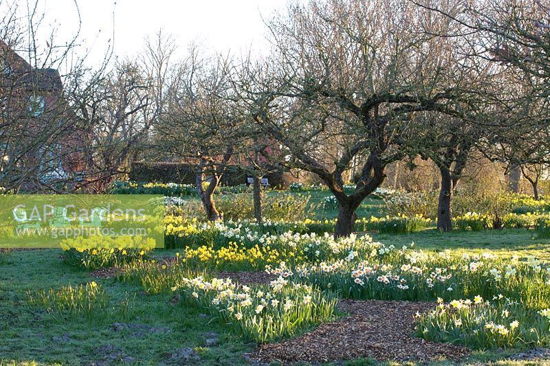Daffodils under apple trees, Malus domestica, Narcissus Professor Einstein, Narcissus cyclamineus Jetfire, Narcissus Replete 