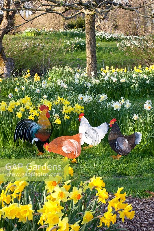 Chickens in daffodil meadow 