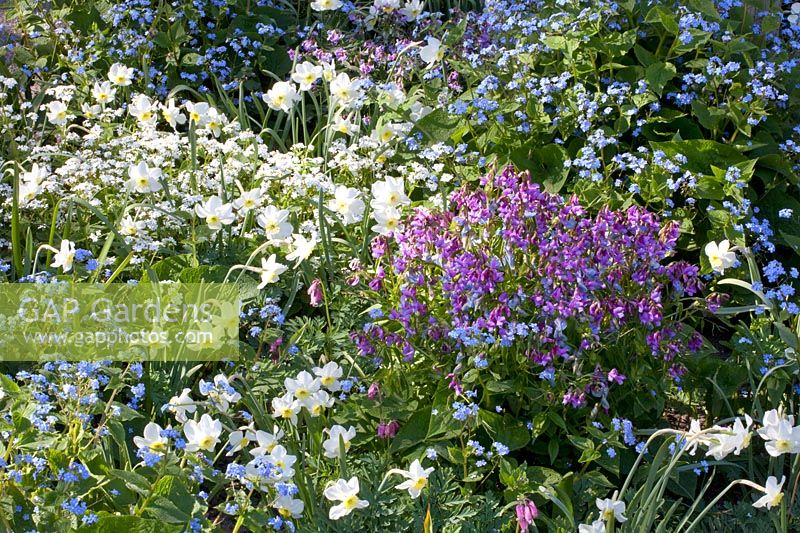 Bed with daffodils, Narcissus, spring vetch, Caucasian forget-me-not, Lathyrus vernus, Brunnera macrophylla, Brunnera macrophylla Betty Bowring 