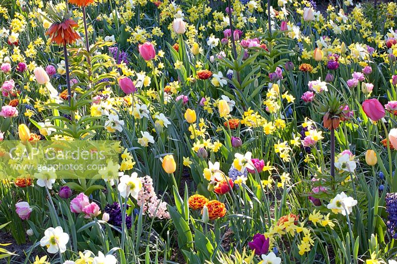 Narcissus, Tulipa, Hyacinthus, Fritillaria imperialis 