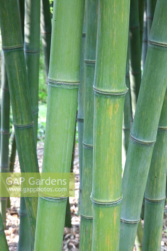 Bamboo, Phyllostachys parvifolia 