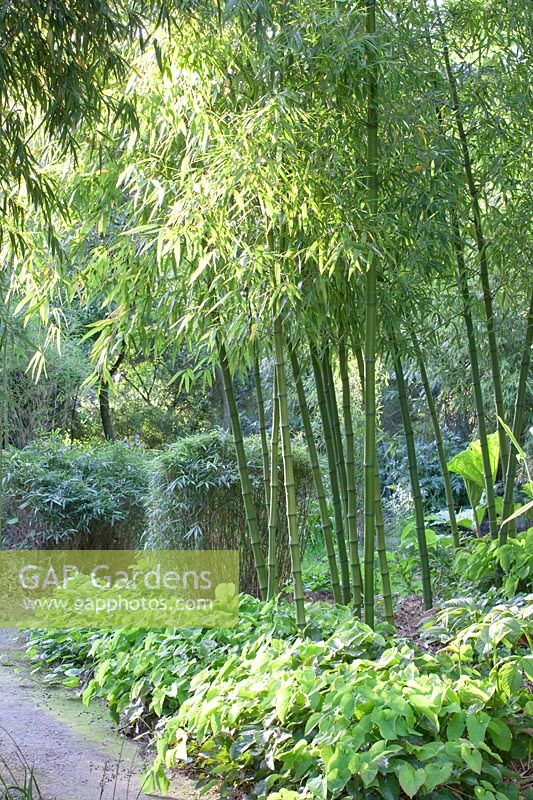 Bamboo, Phyllostachys prominens, Epimedium 