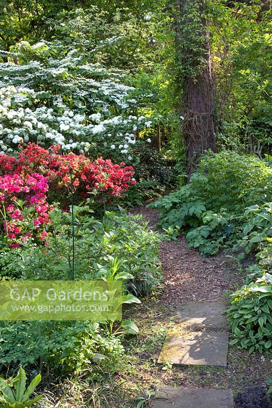 Woodland garden, Azalea, Rhododendron, Viburnum plivatum Mariesii, Viburnum rotundifolium 