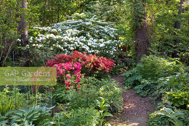 Woodland garden with Azalea, Rhododendron, Viburnum plivatum Mariesii, Viburnum rotundifolium, Hosta 