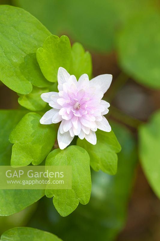 Diamond anemone, Anemonella thalictroides Oscar Schoaf 