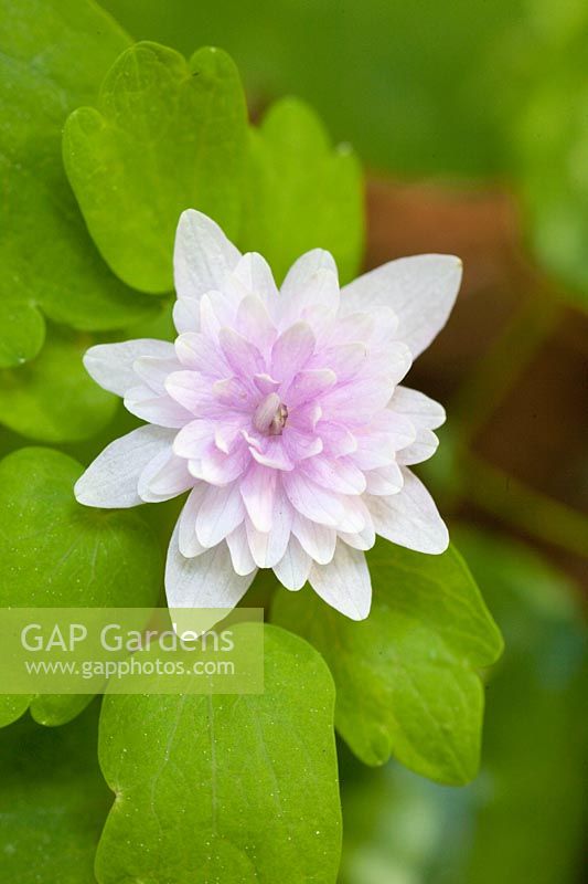 Portrait of diamond anemone, Anemonella thalictroides Oscar Schoaf 