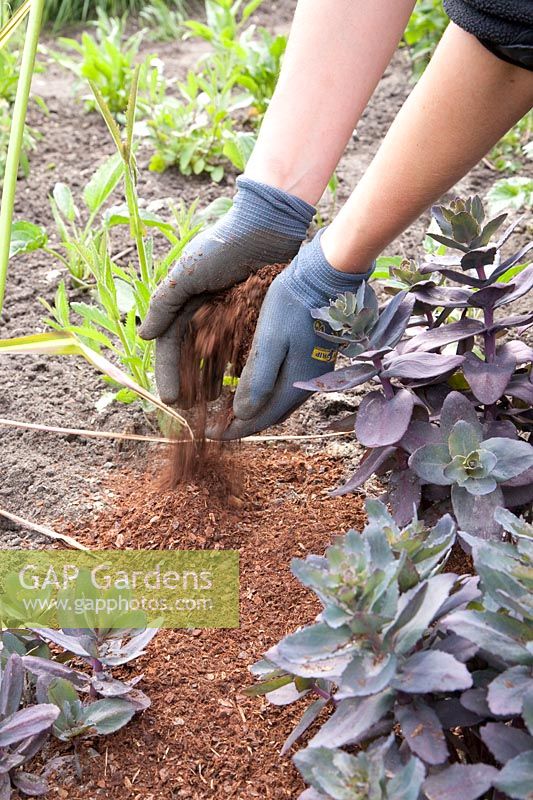 Spread pine bark between shrubs 