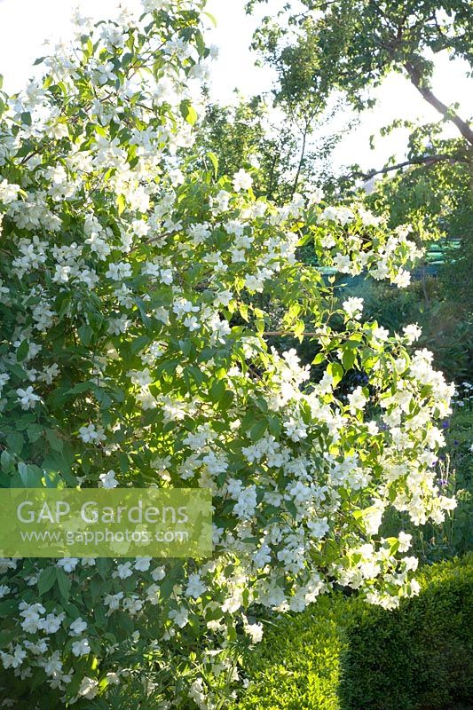 Common jasmine in the garden, Philadelphus coronarius 