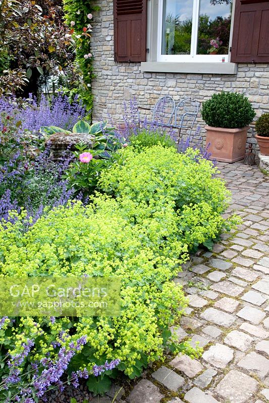 Lady's mantle and catnip, Alchemilla mollis, Nepeta faassenii Walker's Low 