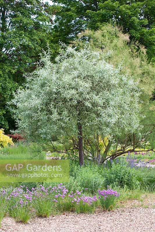 Ornamental pear, Pyrus salicifolia Pendula 